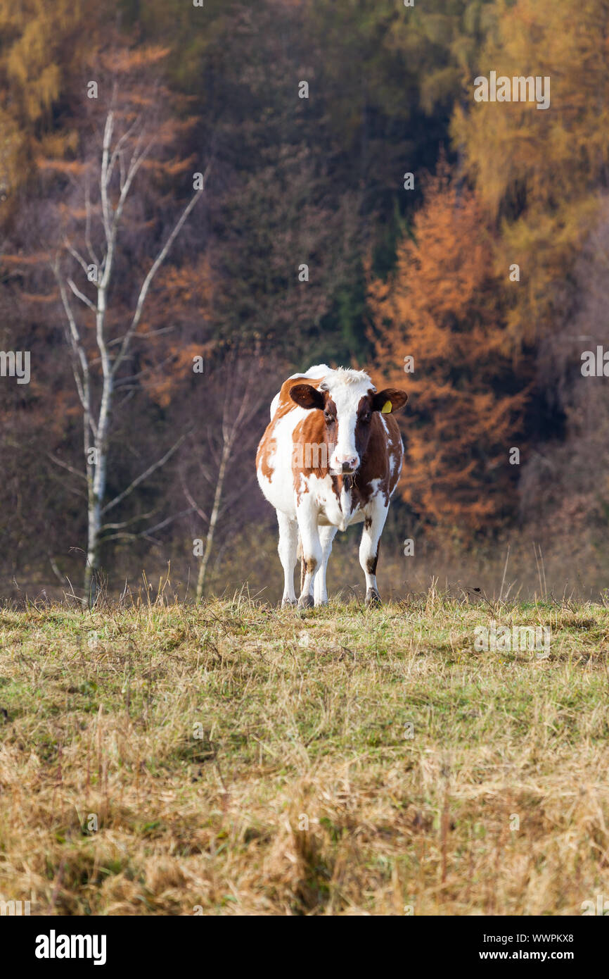 Vaca en la pastura Foto de stock