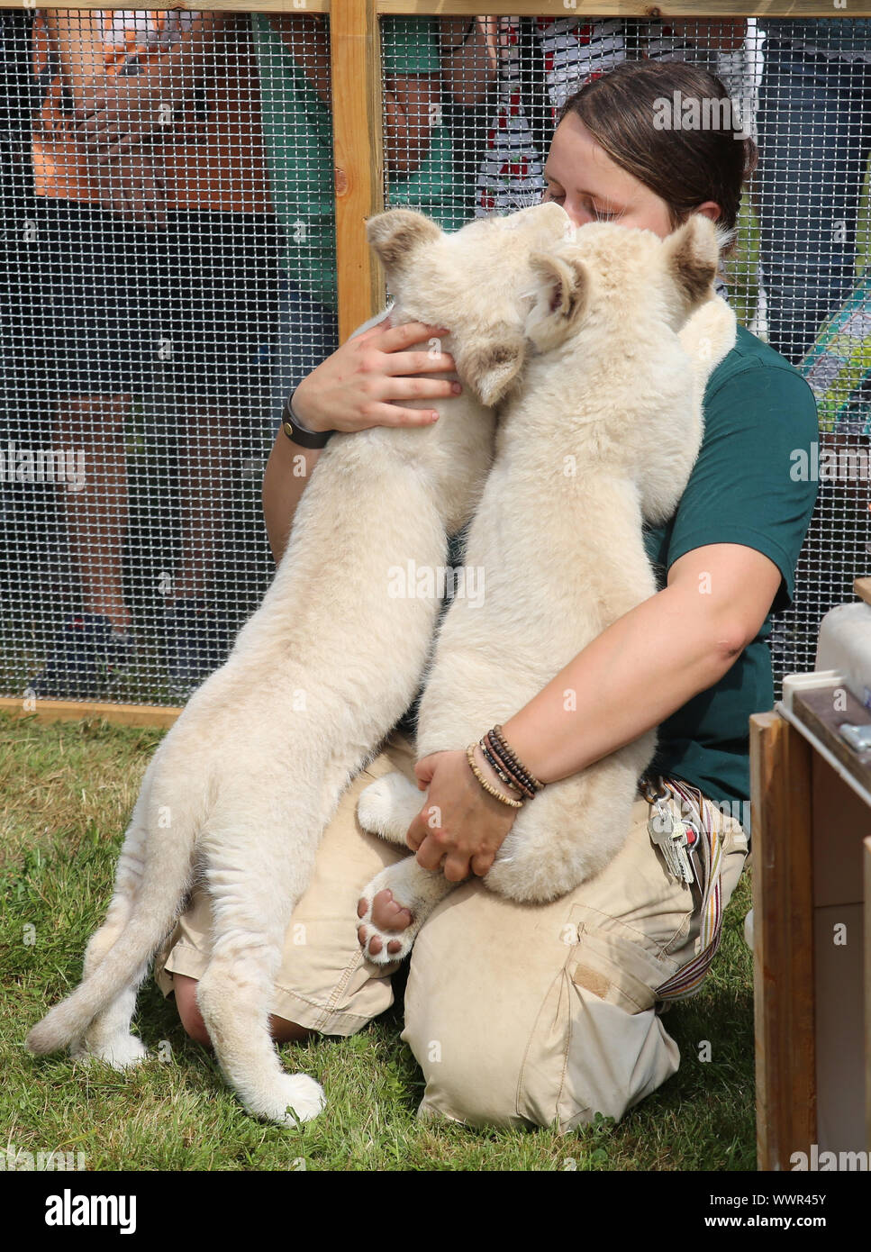 Hembra blanco cachorro de león gemelos Shaira (deseos del corazón), Jasiri (el valiente) zoológico Magdeburg con la enfermera Foto de stock