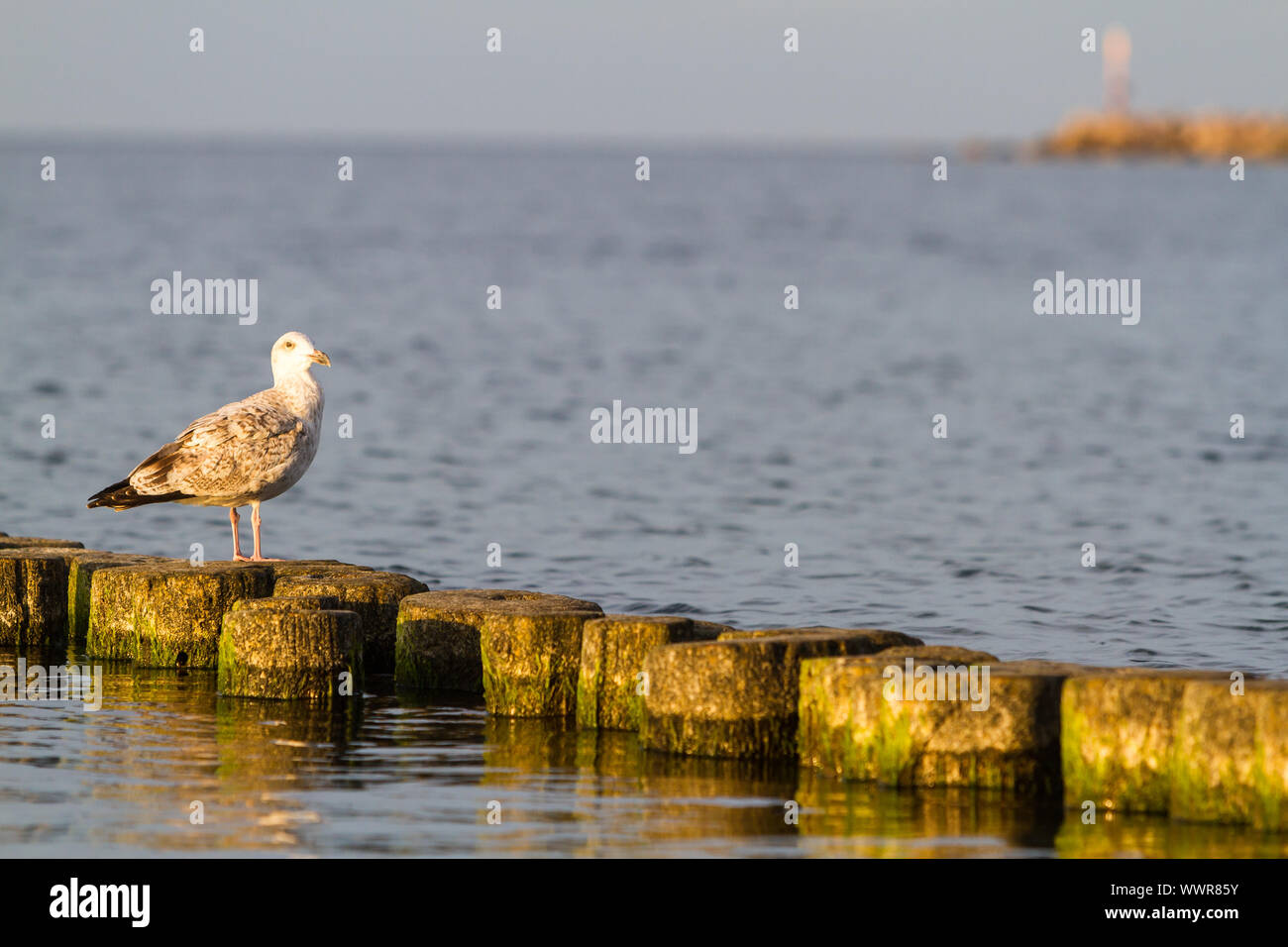 Seagull, sentados en el escenario de la isla Báltica de Rügen Foto de stock