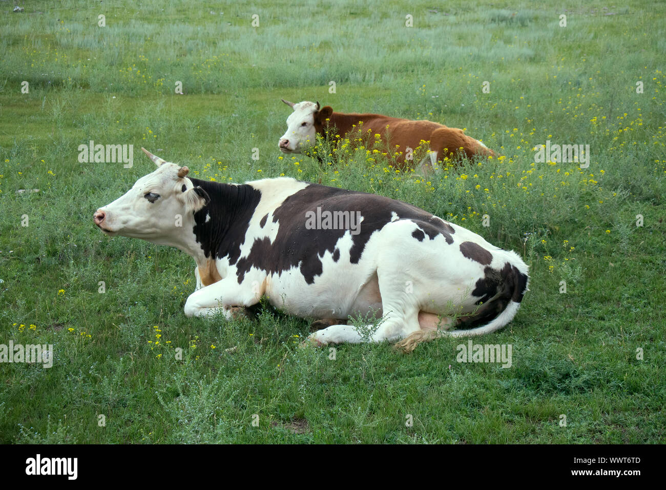 La cría de ganado de raza Holstein 2. Las vacas en la pradera Foto de stock