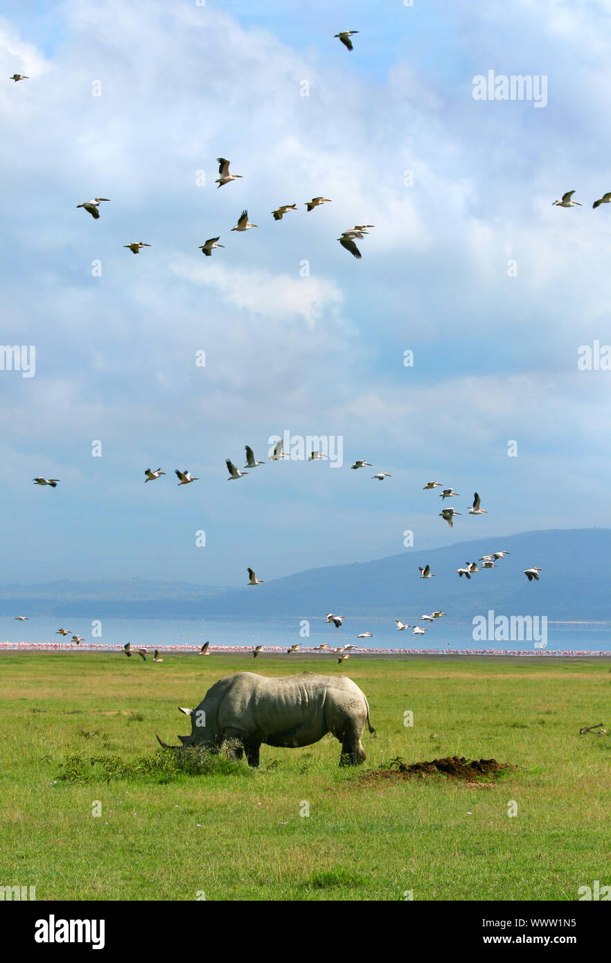 Rinoceronte pájaro fotografías e imágenes de alta resolución Alamy