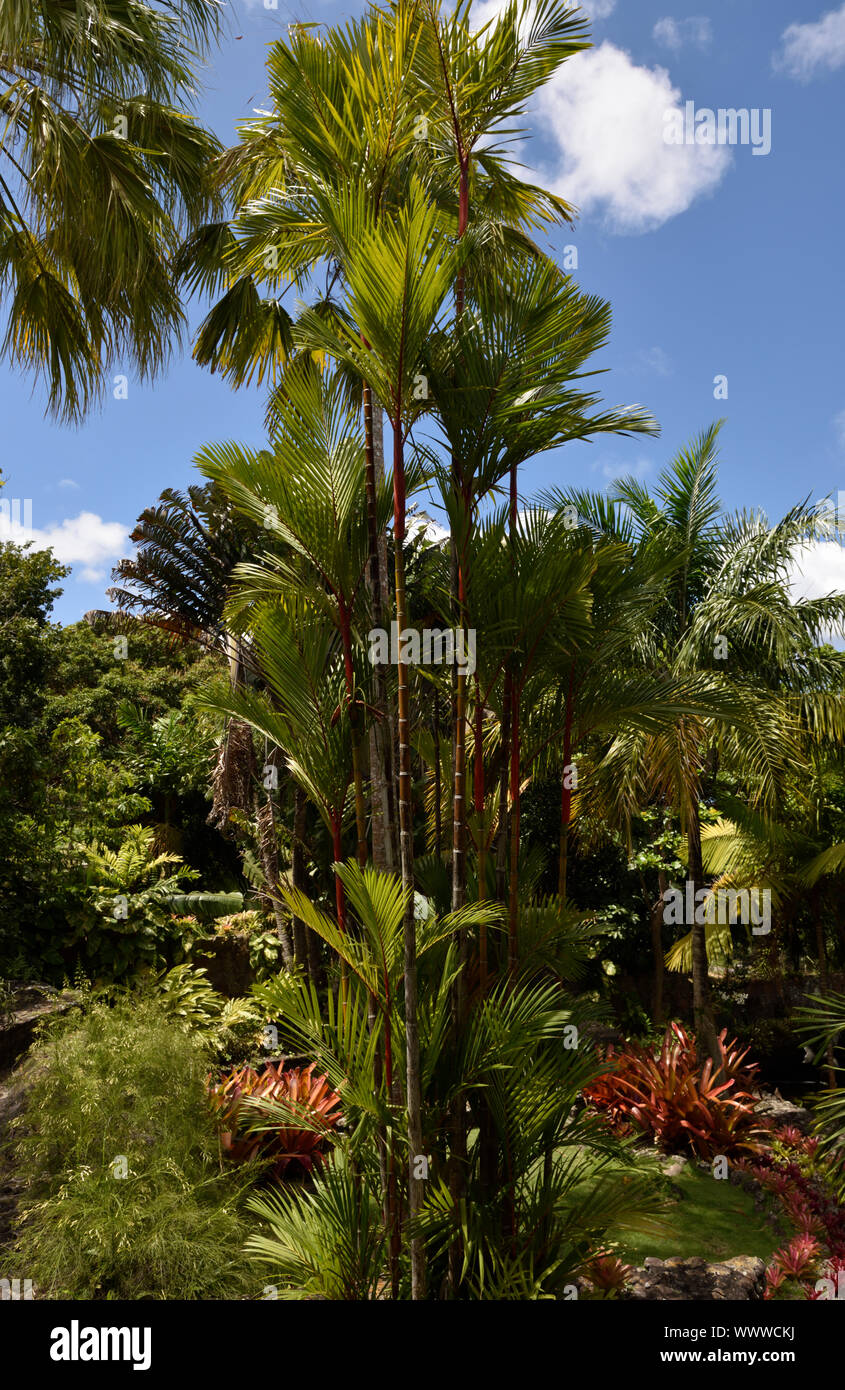Los Jardines Botánicos de Nevis, Nevis, Saint Kitts y Nevis, isla del Caribe Foto de stock