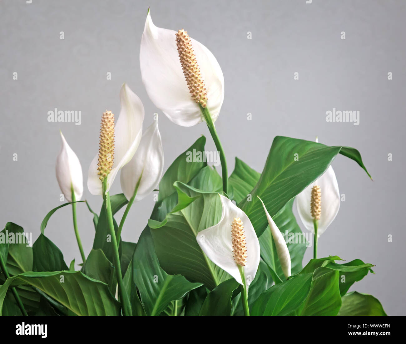Spathiphyllum florece flores blancas. Foto de stock