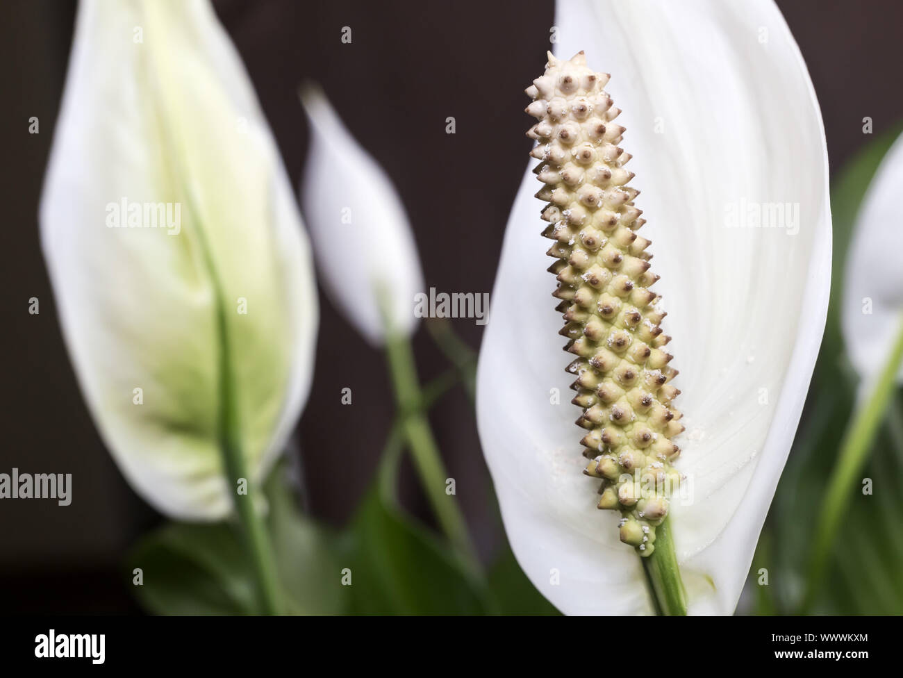 Spathiphyllum florece flores blancas. Foto de stock