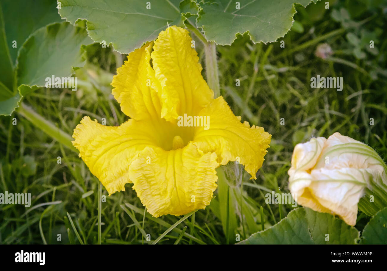 Flor de calabaza en el campo. Foto de stock
