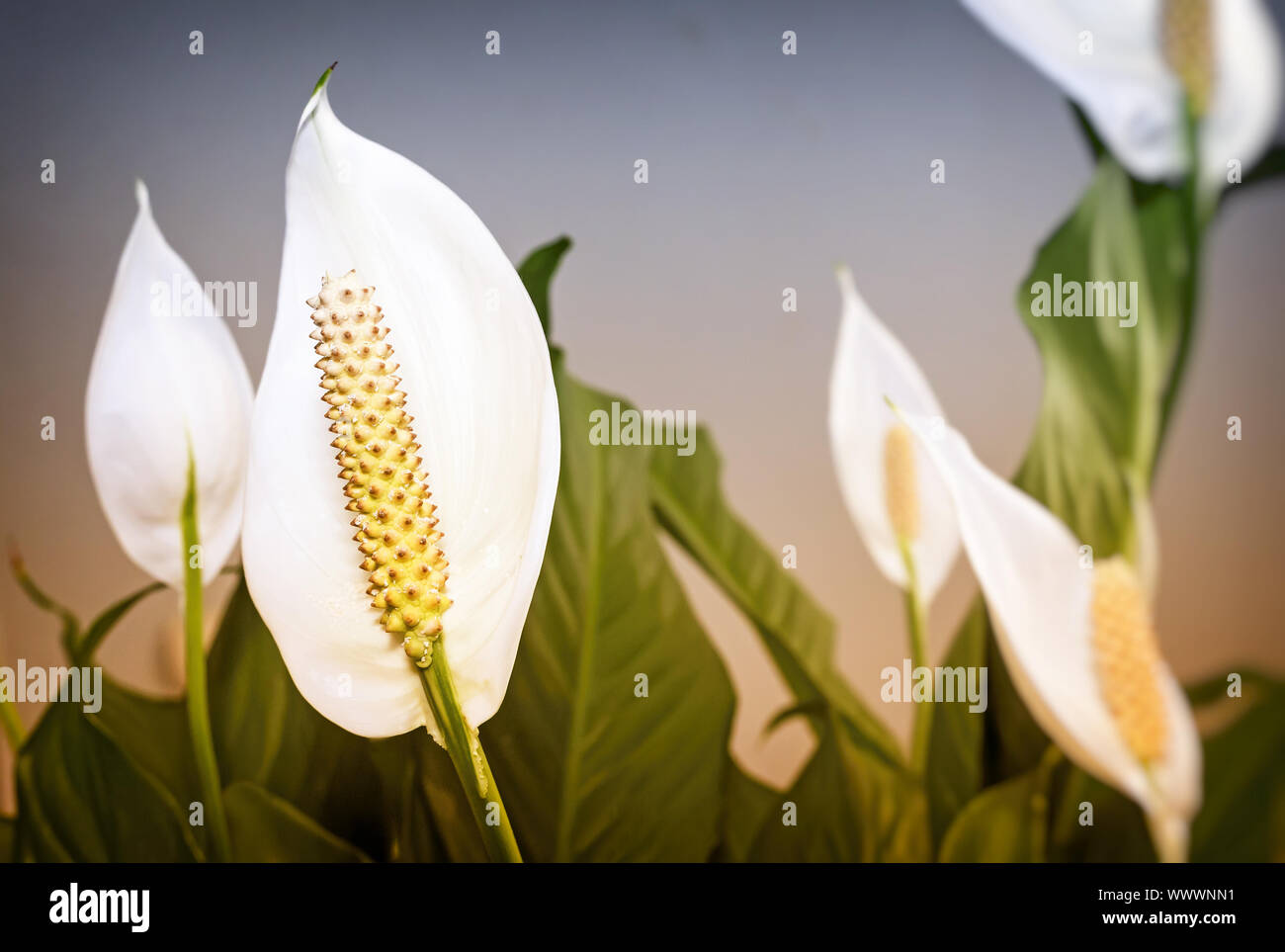 Spathiphyllum florece flores blancas. Foto de stock