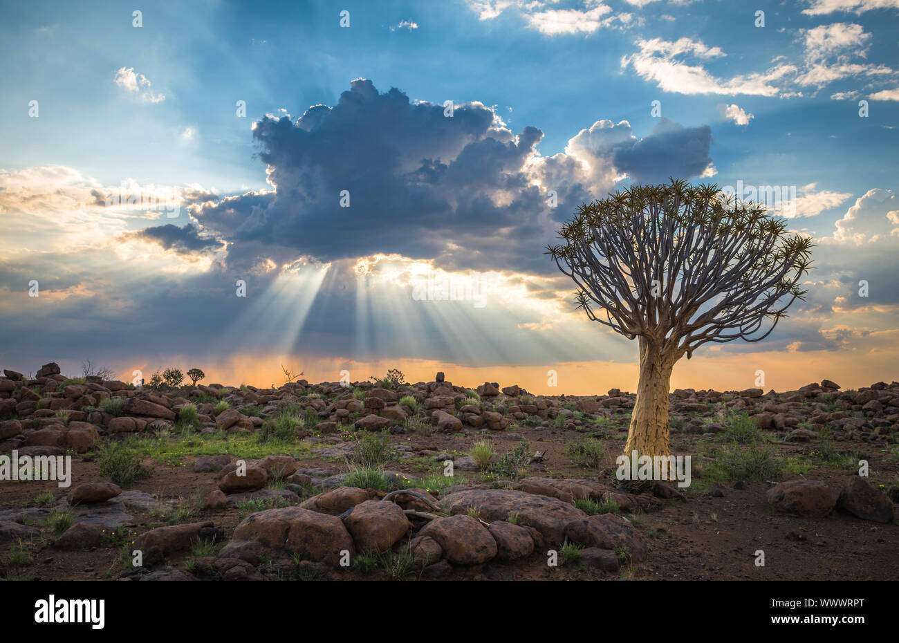 El carcaj árbol o aloe dichotoma Keetmanshoop, Namibia Foto de stock