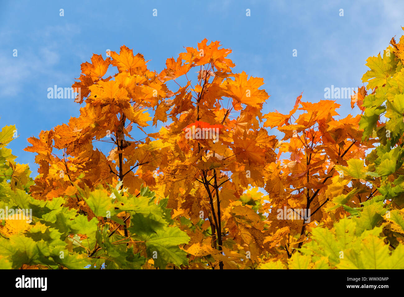 Colores de noviembre fotografías e imágenes de alta resolución Alamy