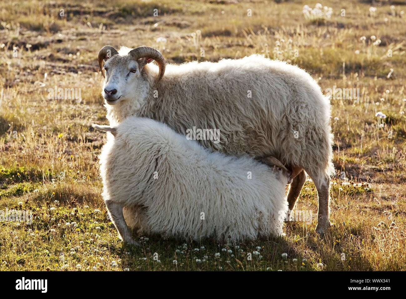 Ovejas domésticas (Ovis ammon f. aries), madre con cordero chupar, Reykjadiskur, Islandia Foto de stock