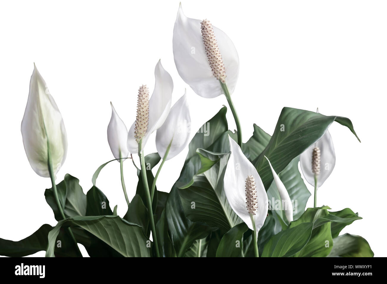 Spathiphyllum florece flores blancas. Foto de stock