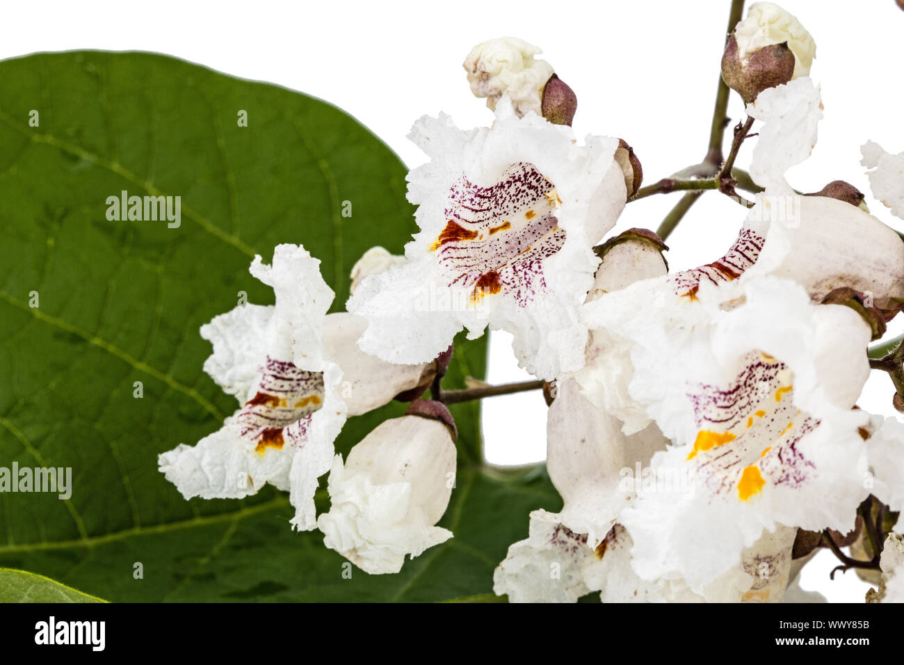 Árbol en flor de Catalpa, lat. Catalpa speciosa, aislado sobre fondo blanco. Foto de stock