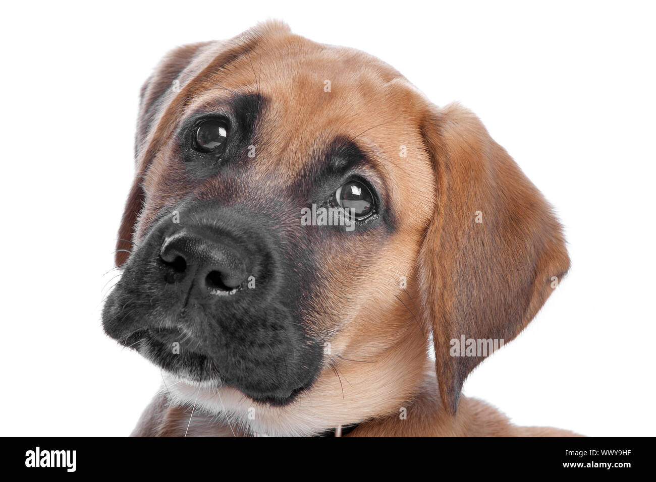 Cachorro de raza mixta. Mezcla de un boxeador y un labrador Fotografía de  stock - Alamy