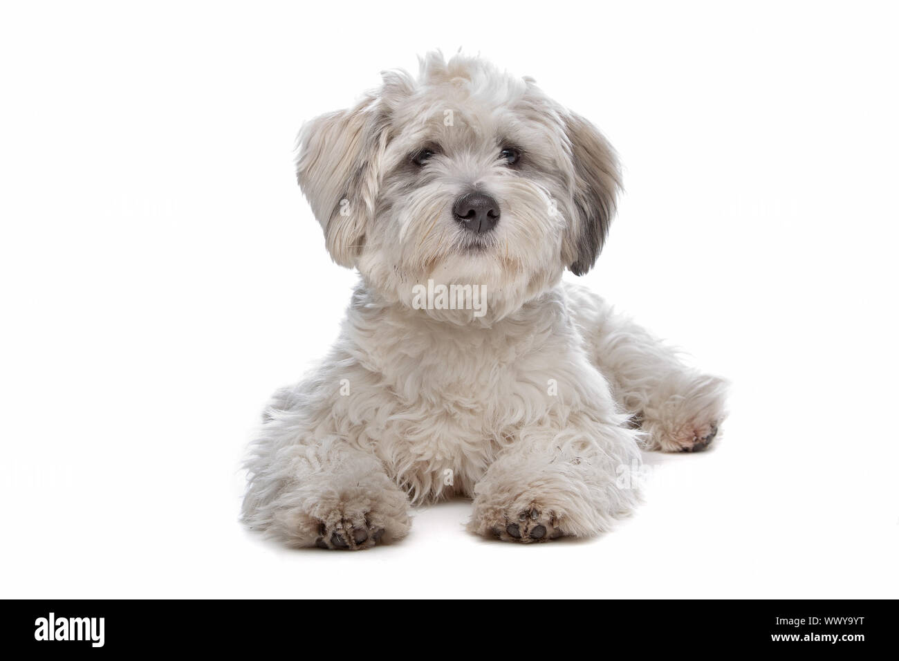 Boomer, el perro de raza mixta delante de un fondo blanco Fotografía de  stock - Alamy
