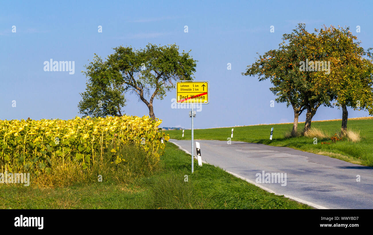 País por carretera a Wehlen con girasoles Foto de stock