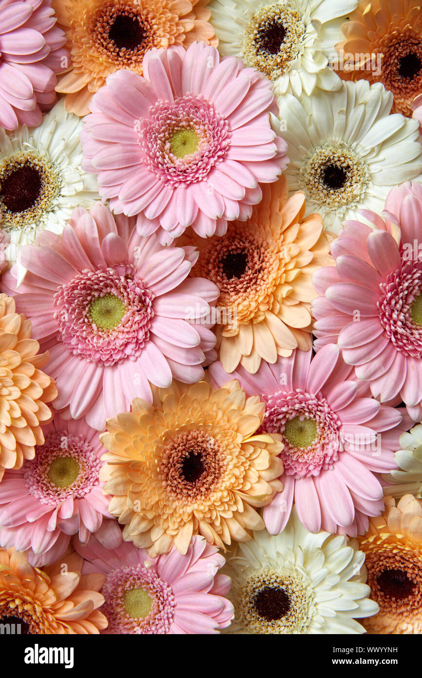 Natural de fondo floral de color blanco, rosa, naranja gerbera. Concepto de  flores Fotografía de stock - Alamy