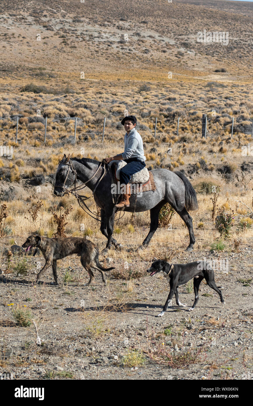 Gaucho montando su caballo acompañado por perros, El Chalten, Patagonia Argentina, Sudamérica Foto de stock