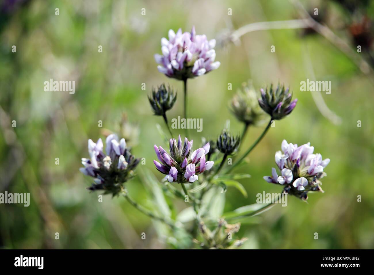 El trébol de resina, asfalto Clover Bituminaria bituminosa - Caminata desde Las Tricias a Santo Domingo de Gara Foto de stock