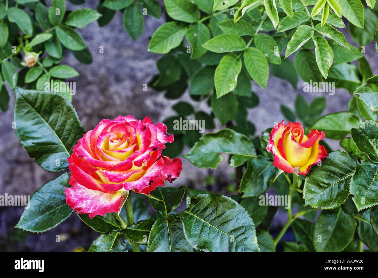 Rosa, rojo escarlata, flores, jardín verde, la época de floración, valla florales naturales. Jardinería, plantas, l Foto de stock
