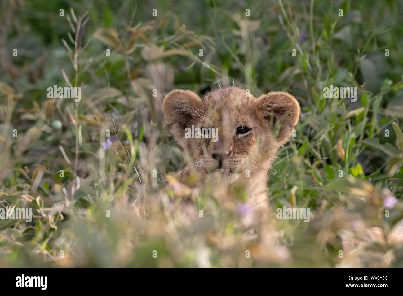 Un cachorro de león (Panthera leo) escondidos en la hierba, Tanzania, África oriental, África Foto de stock