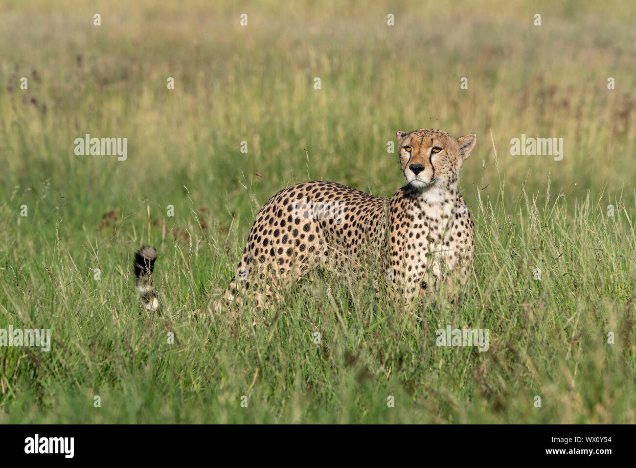 Un guepardo (Acynonix jubatus) en el pasto alto, topografía la sabana, Tanzania, África oriental, África Foto de stock