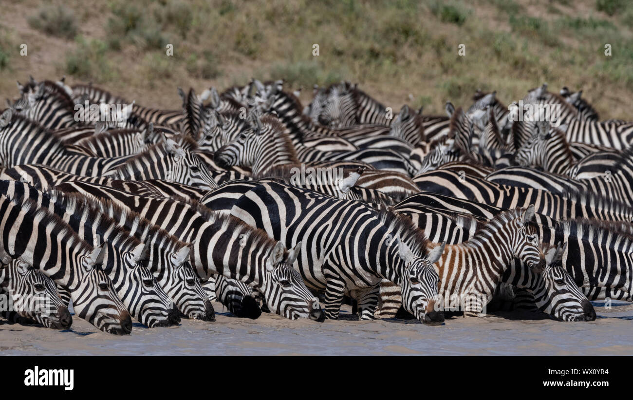 Una manada de llanuras cebras (Equus quagga) beber en Hidden Valley lake, Tanzania, África oriental, África Foto de stock