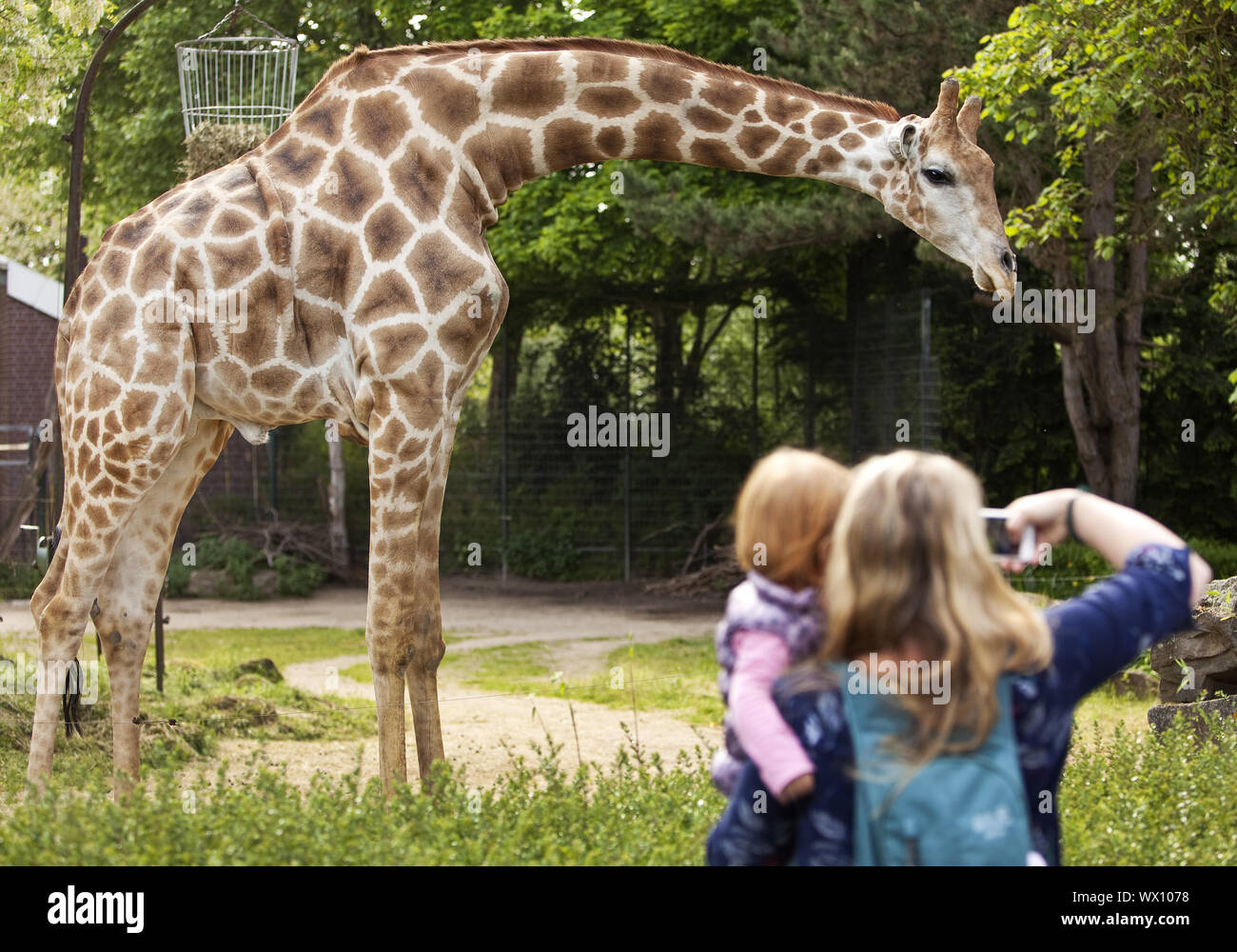 Jirafa (Giraffa angoleño) madre con hija tomando fotos de la jirafa en un zoológico, Dortmund Europa Foto de stock