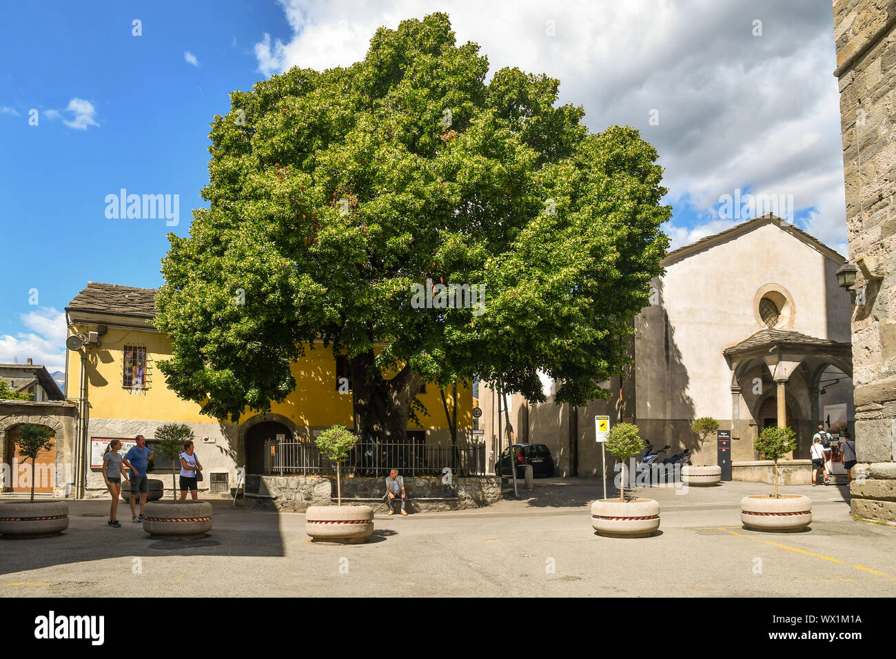 Vista del tilo (Tilia platyphyllos secular), símbolo de la ciudad de Aosta, junto a la Basílica de San Lorenzo de paleocristiano, Aosta, Italia Foto de stock