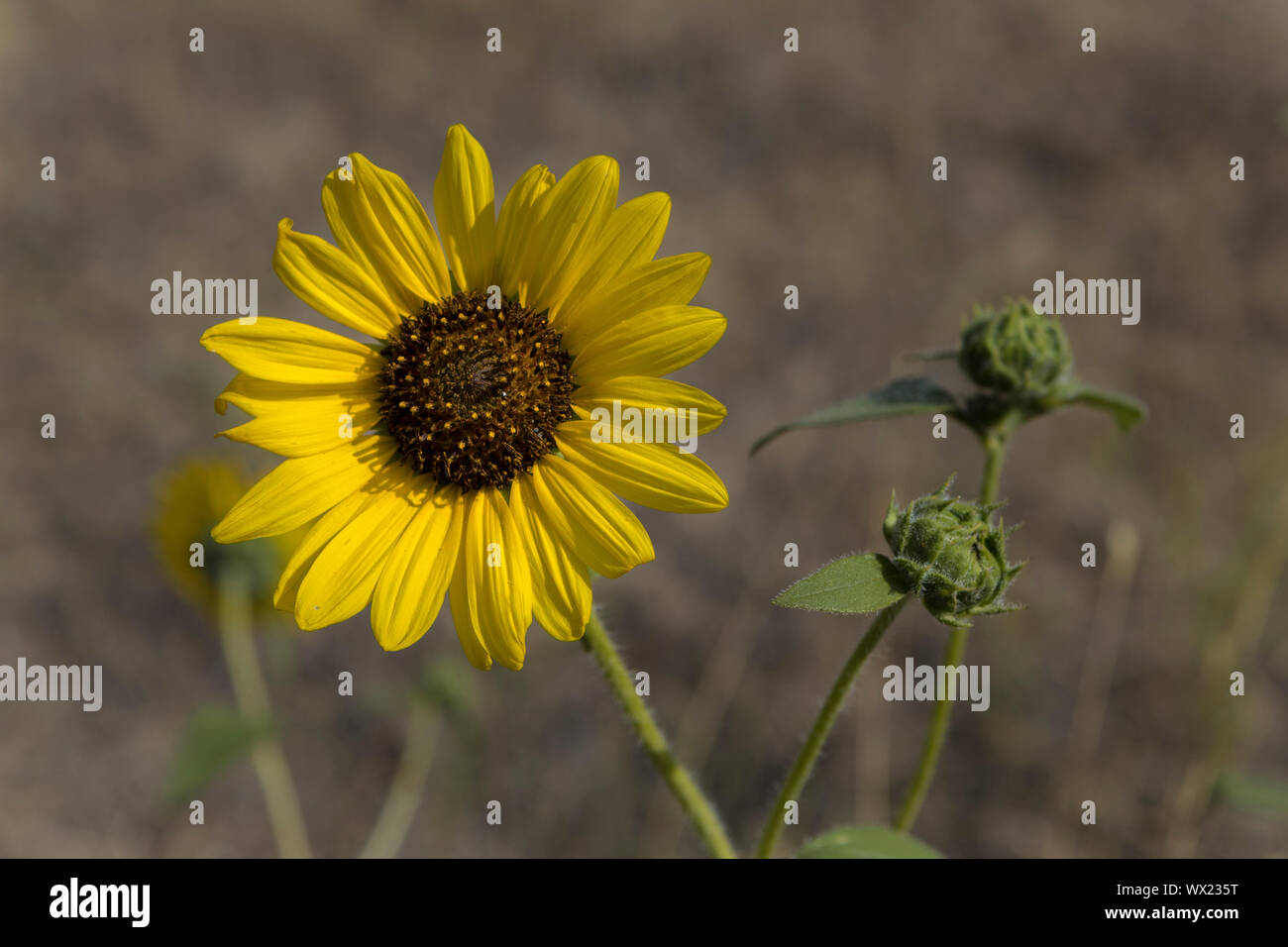 Un Primer Plano De Un Girasol Silvestre En Un Dia Soleado En El Este De Washington Fotografia De Stock Alamy