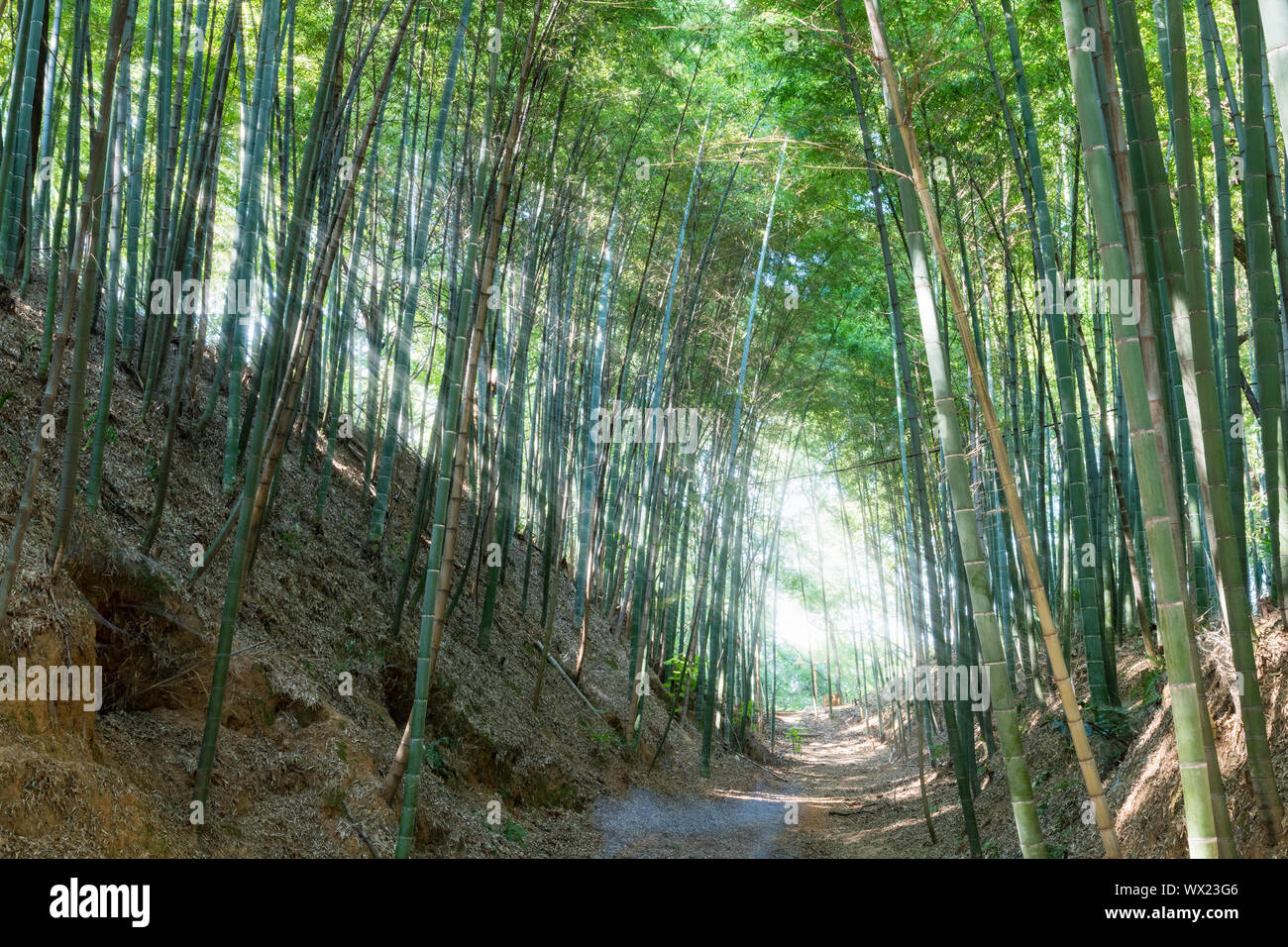 Bosque de bambú y una luz espectacular Foto de stock