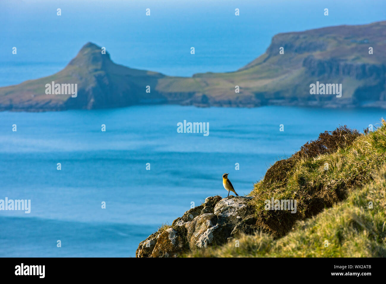 Un wheatear (Oenanthe oenanthe) en Ramasaig acantilado con un semental Aigeach t (la cabeza) en Neist Point en el fondo, la Isla de Skye, Escocia, Reino Unido Foto de stock