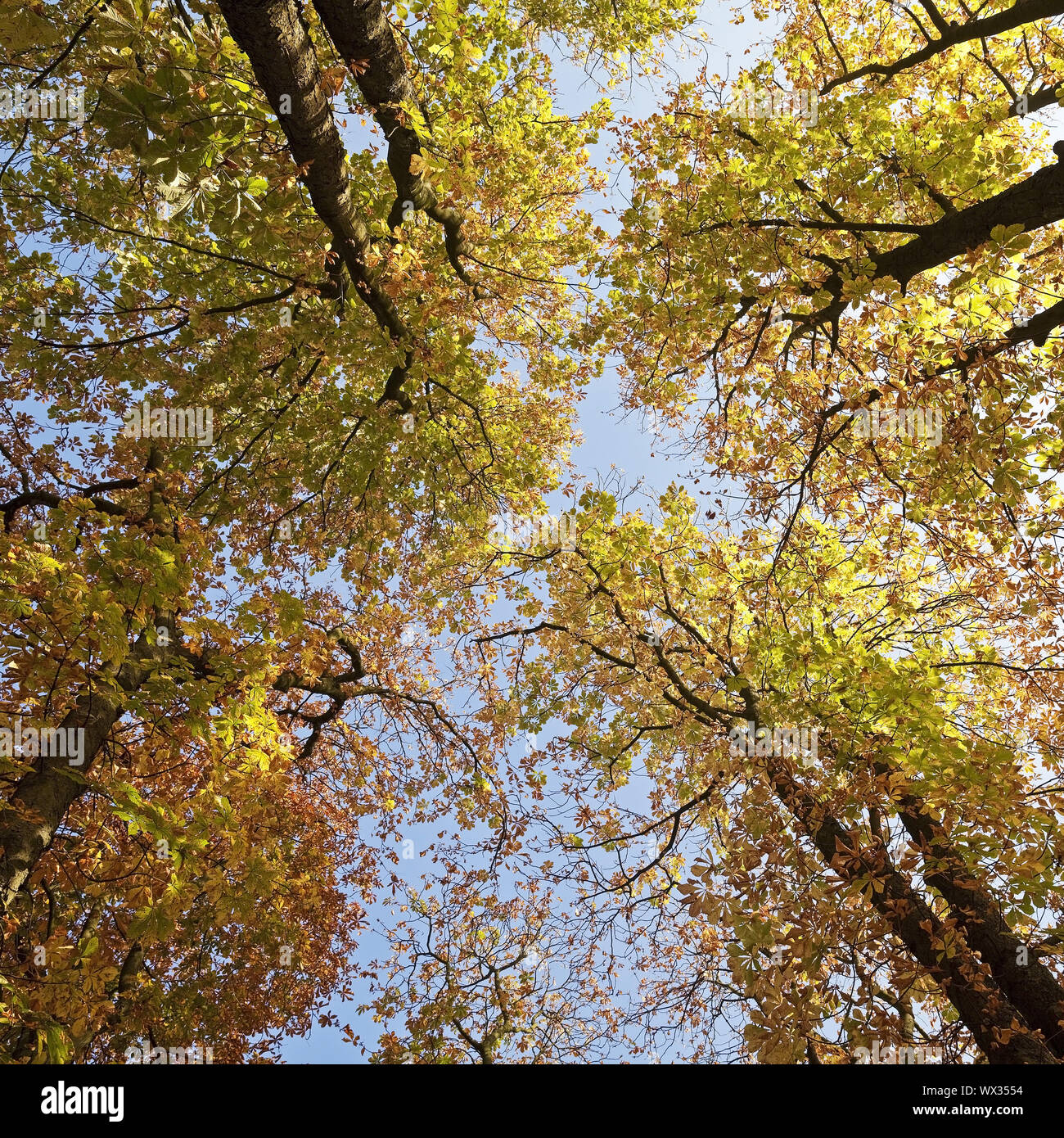 Ver a los árboles en el follaje de otoño, Witten, área de Ruhr, Renania del Norte-Westfalia, Alemania, Europa Foto de stock