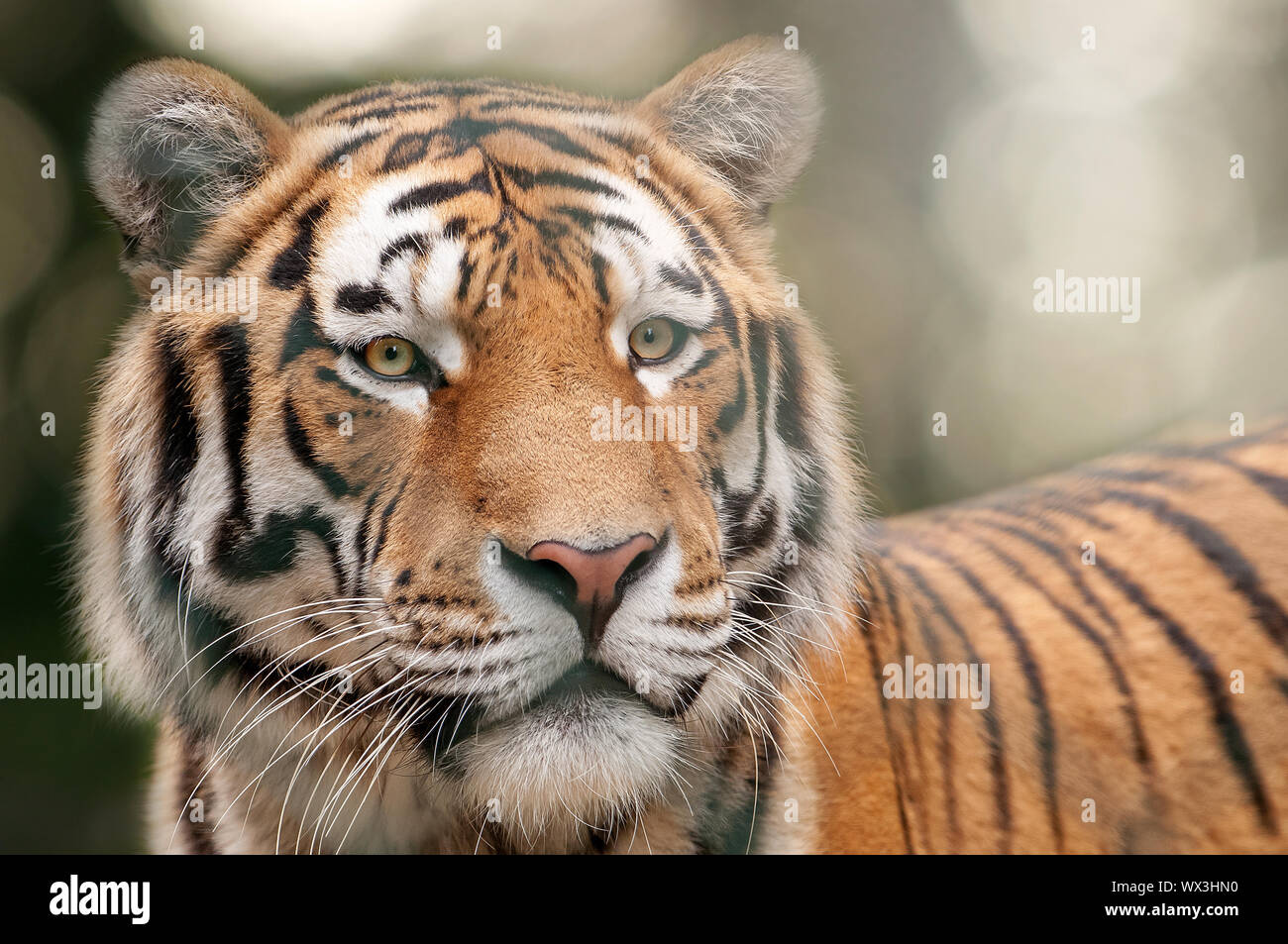 Retrato de hermoso tigre con fondo borroso Foto de stock