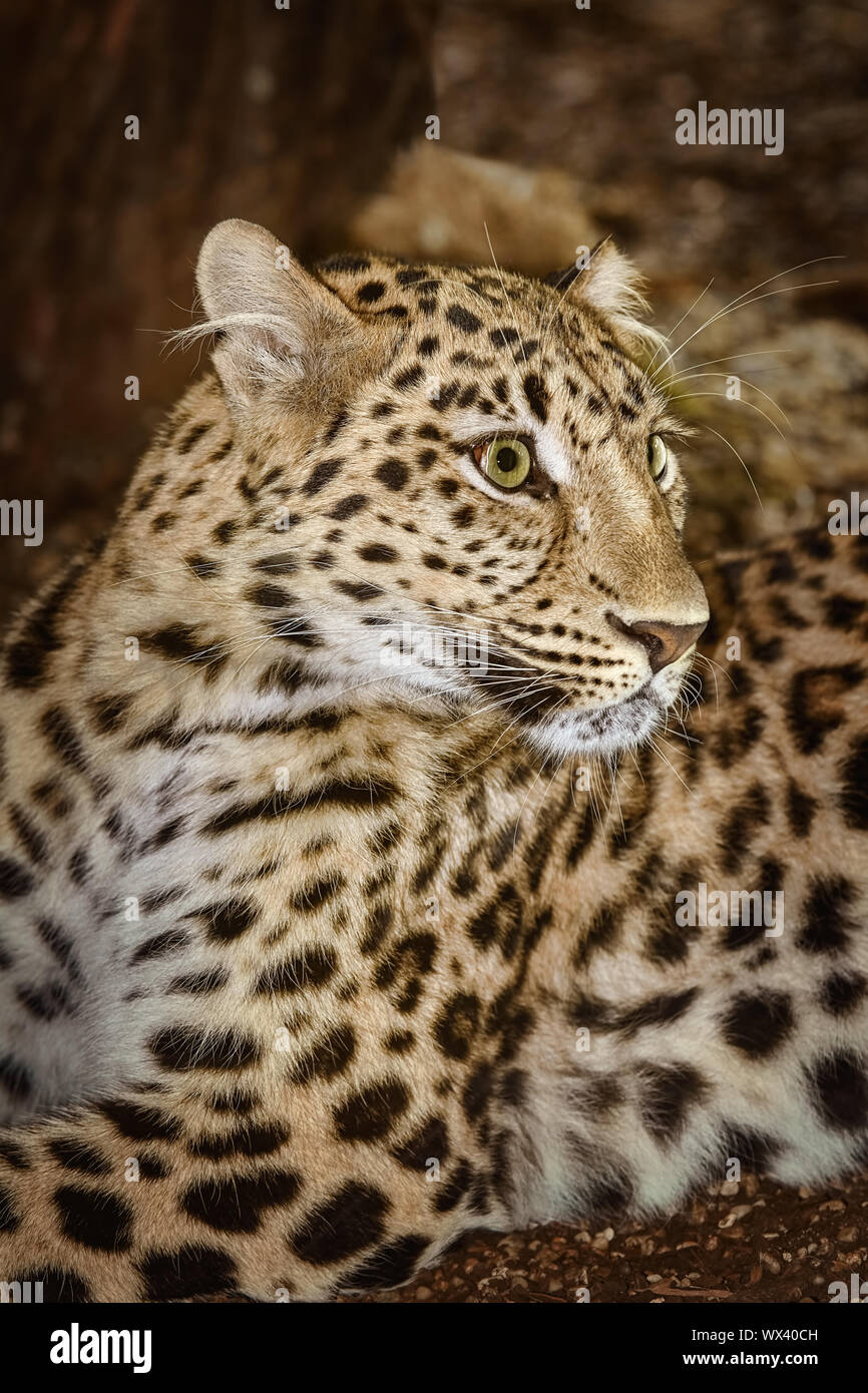 El leopardo (Panthera pardus) Foto de stock