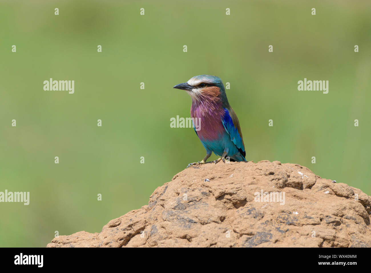 Lila-breasted rodillo, Coracias caudatus, el termitero, Reserva Nacional de Masai Mara, Kenya, Africa. Foto de stock