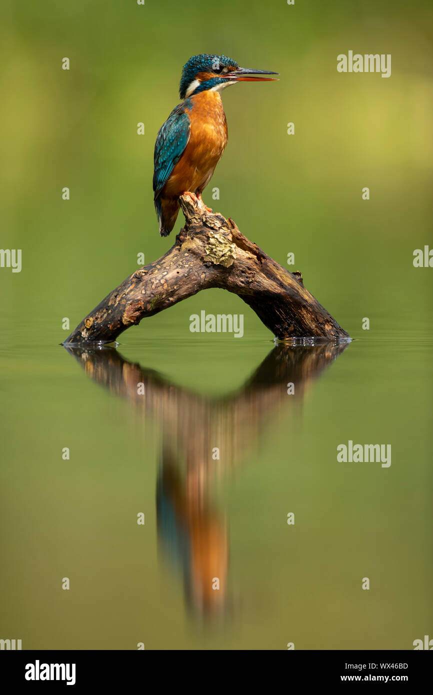 El martín pescador (Alcedo atthis) y su reflexión Foto de stock