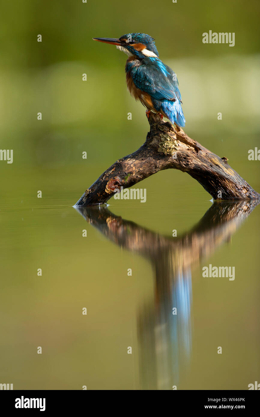 El martín pescador (Alcedo atthis) y su reflexión Foto de stock