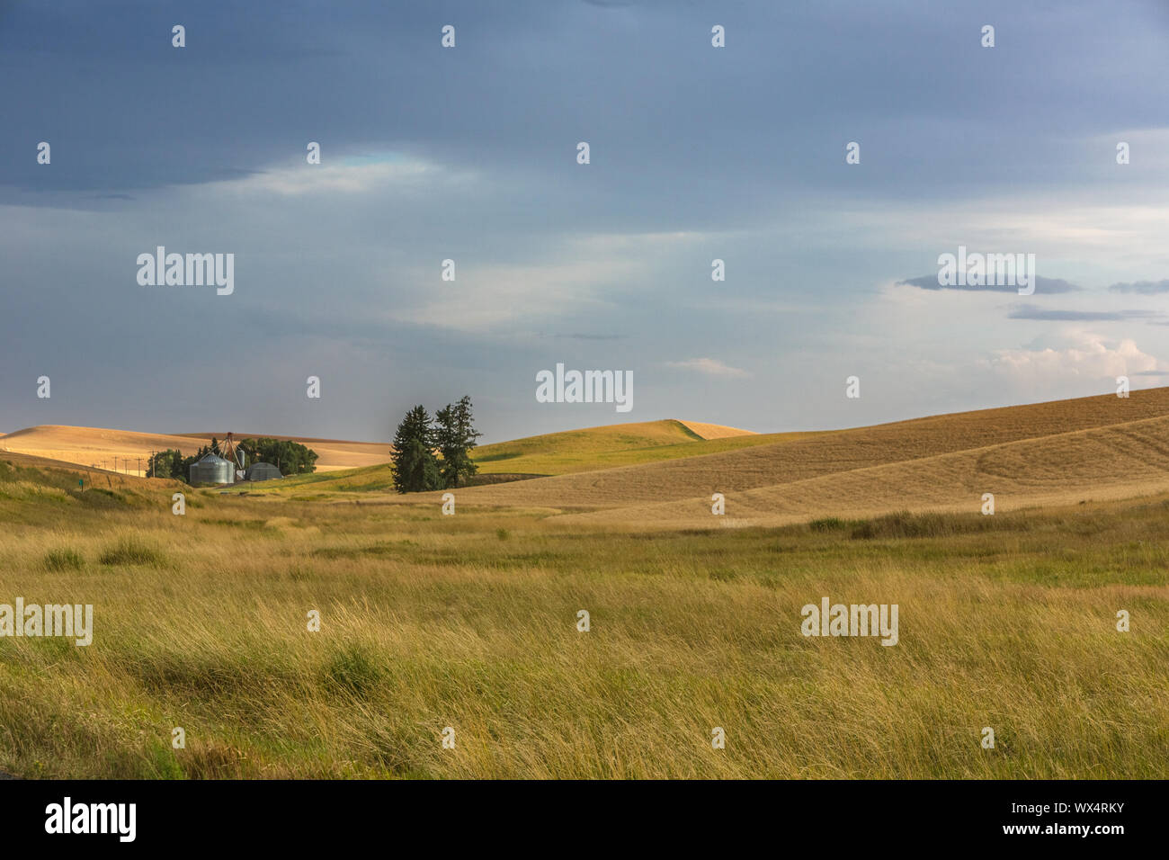 Vistas a los campos de trigo de Steptoe Butte, Palouse Valley, Estado de Washington oriental Foto de stock