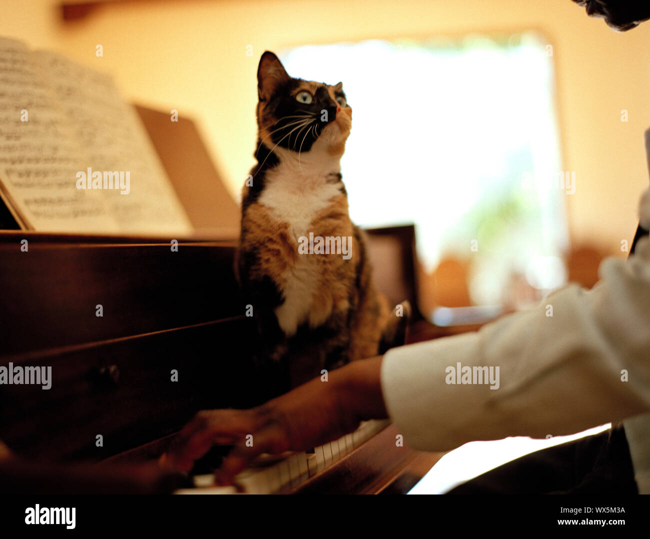 Gato doméstico sentado al piano Teclas y mirando hacia arriba a un músico  tocando el piano Fotografía de stock - Alamy