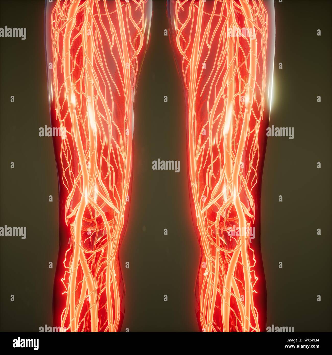 Los vasos sanguíneos del cuerpo humano Fotografía de stock - Alamy