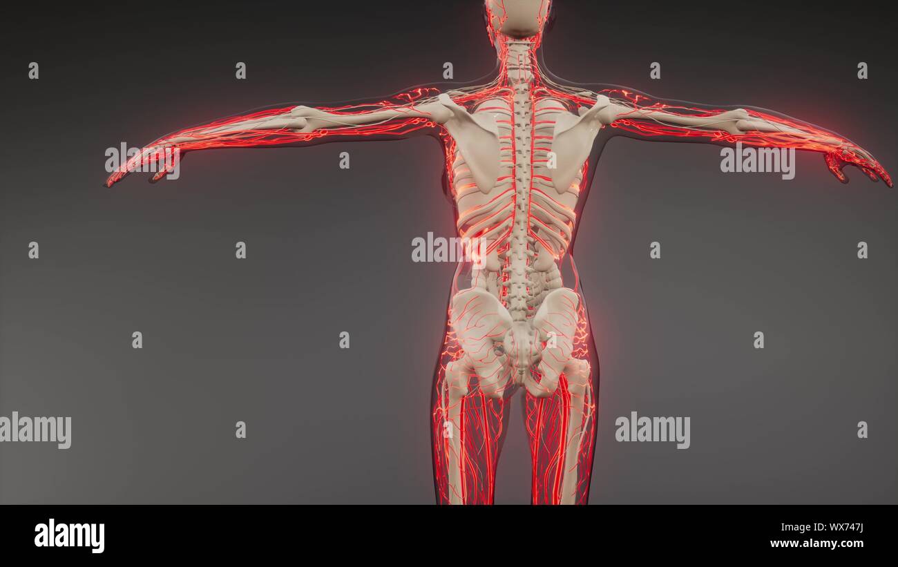 Los vasos sanguíneos del cuerpo humano Fotografía de stock Alamy