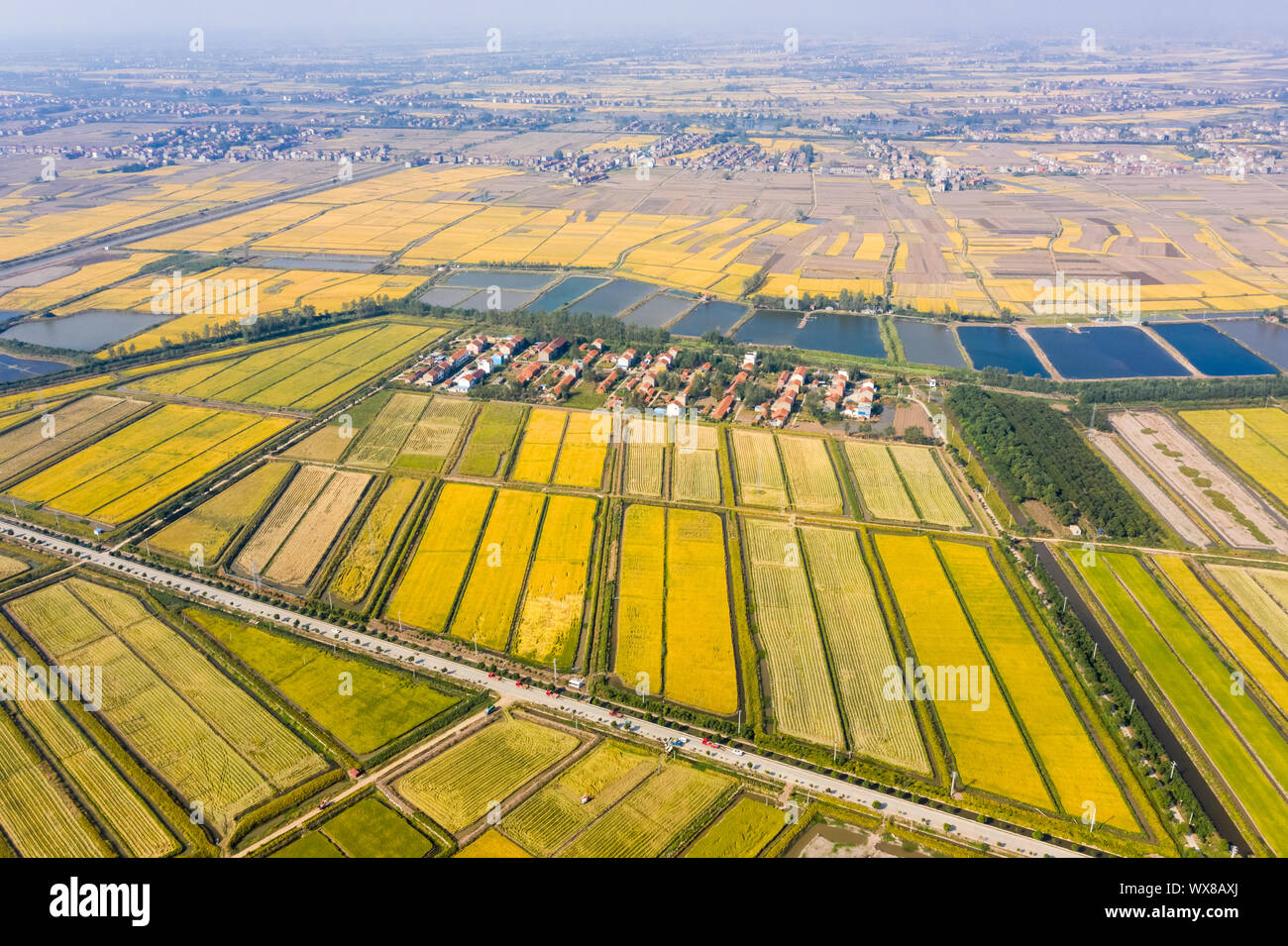 Campo de arroz dorado en otoño Foto de stock