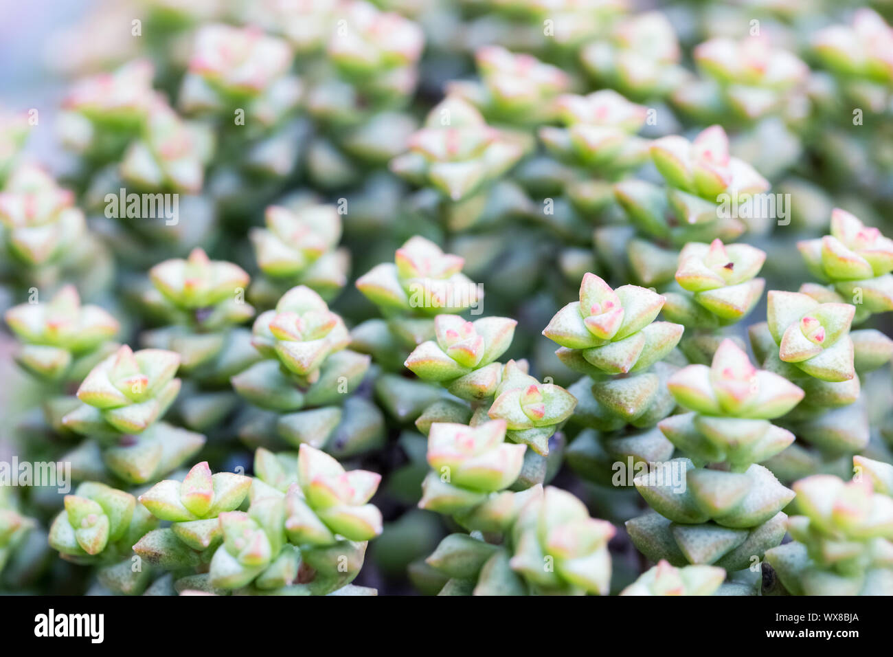 Plantas Suculentas closeup Foto de stock