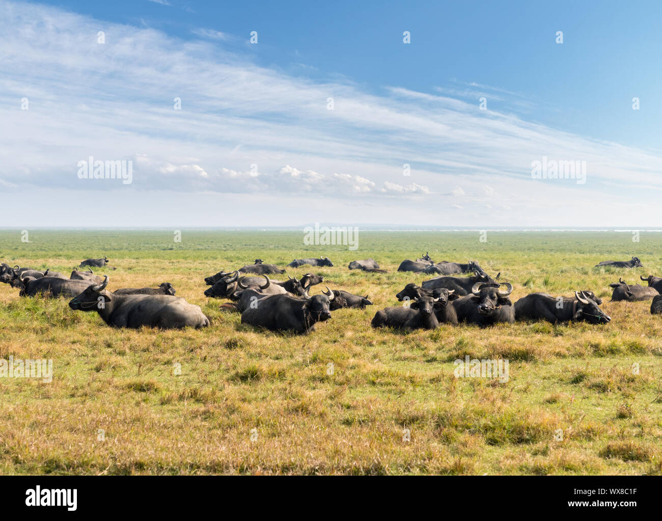Búfalo de agua en las pasturas verdes Foto de stock