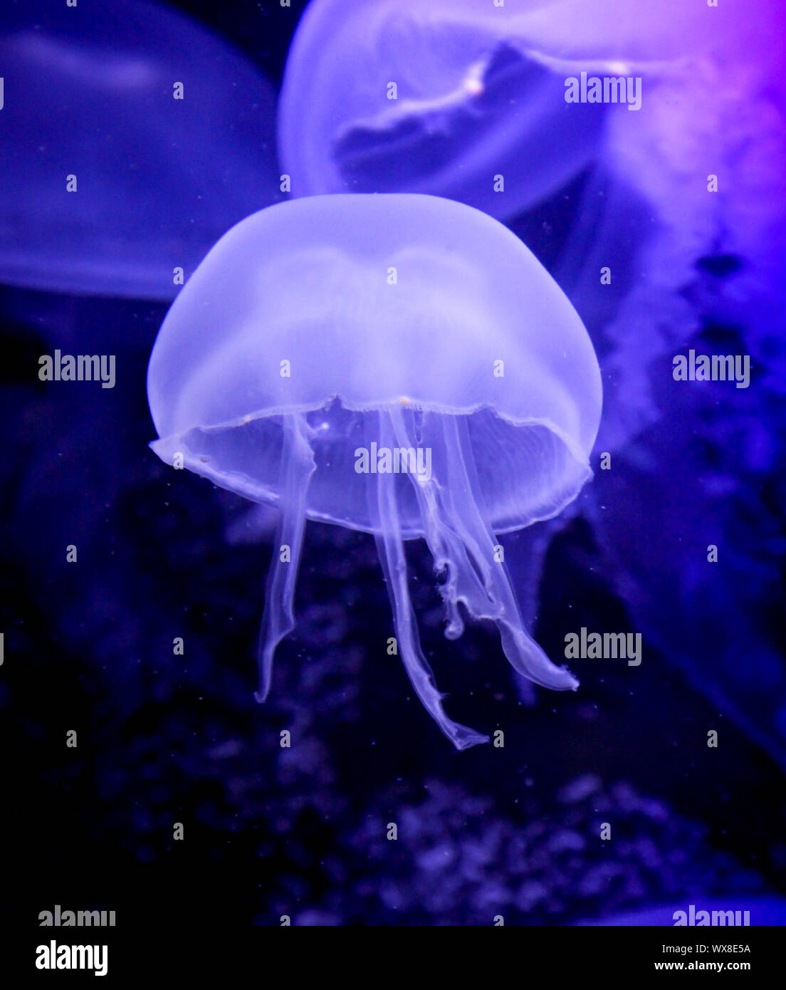 Detalle de la medusa, medusa Foto de stock