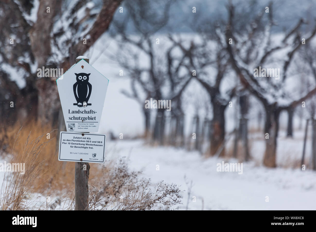 Ruta de campo con avenida arbolada en invierno Foto de stock