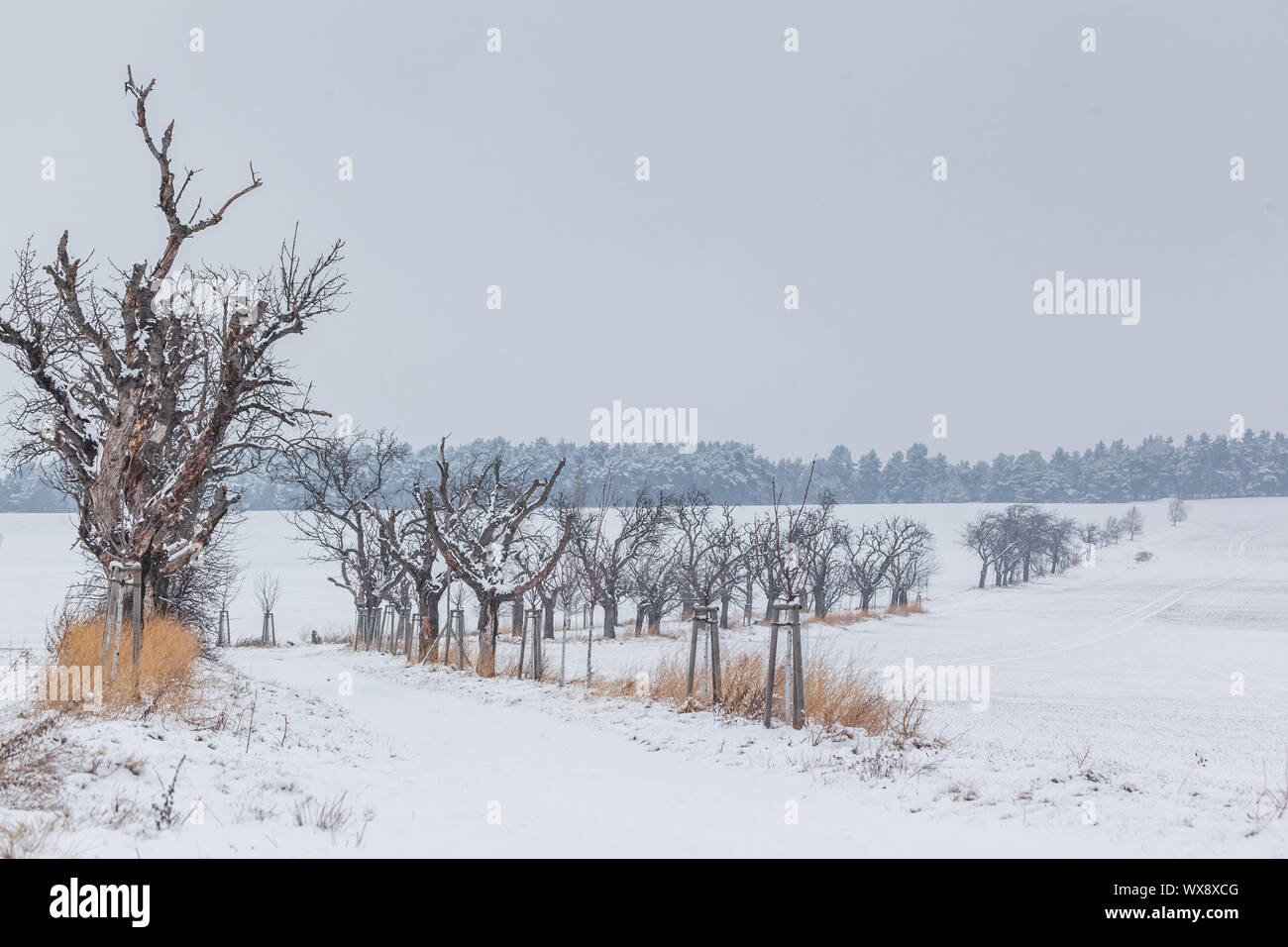 Ruta de campo con avenida arbolada en invierno Foto de stock