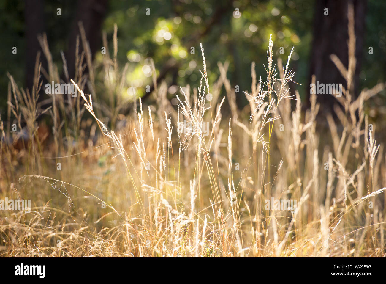 Campo de hierba larga en la tarde hora dorada luz Foto de stock