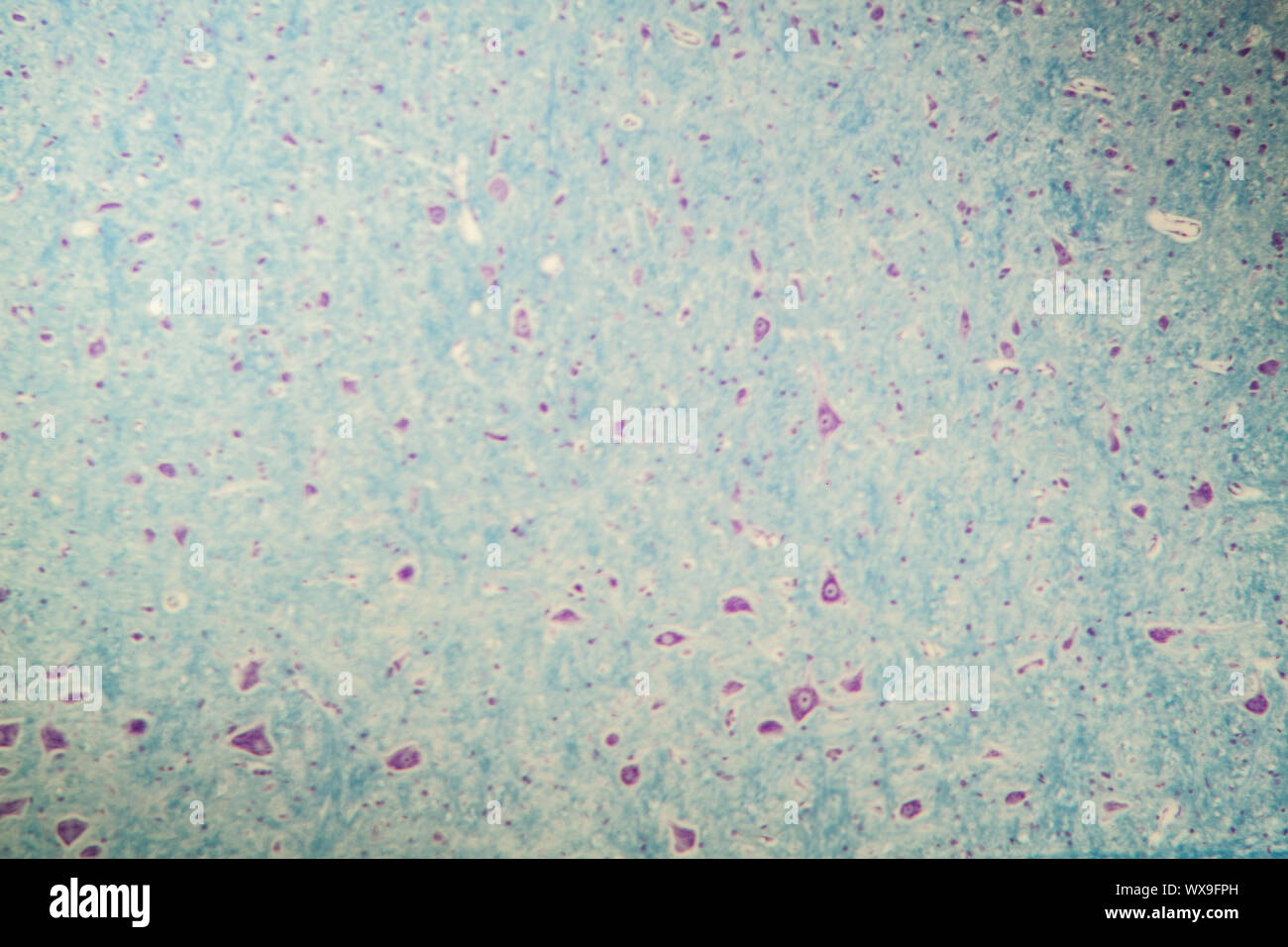 Las células nerviosas de las ratas bajo el microscopio 100x Foto de stock