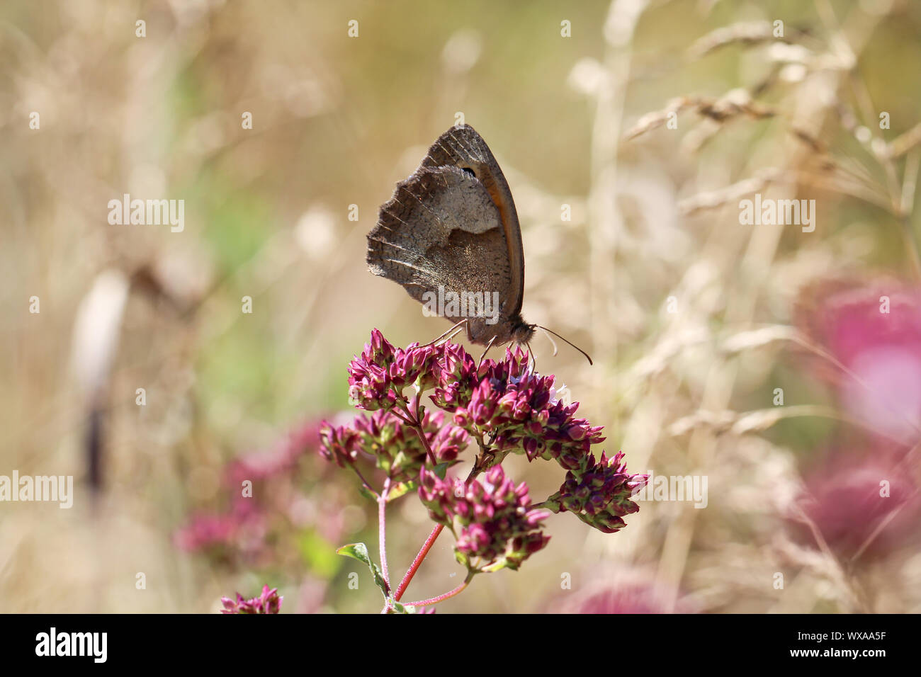 Close-up de una mariposa, el excursionismo en una planta Foto de stock