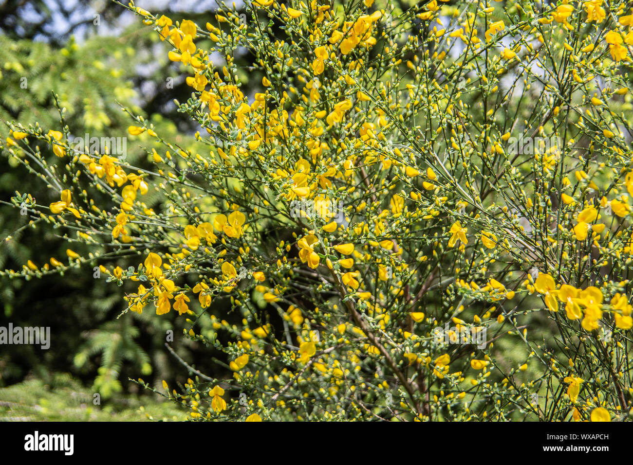 Besenginster arbusto con flores amarillas Foto de stock